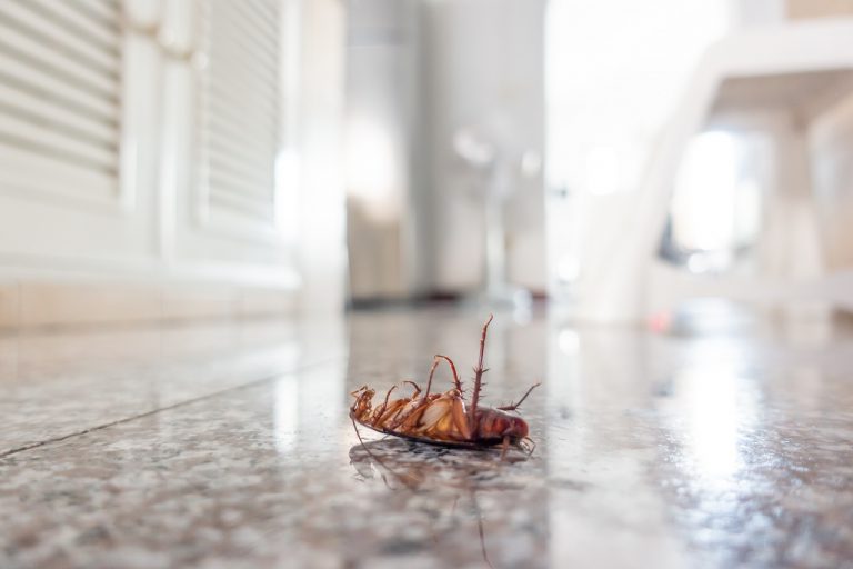 10 Ways To Protect Your Home From Cockroach Infestation