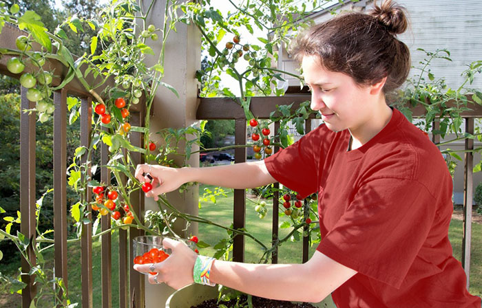 Lady harvesting tomatoes